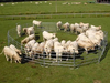 for Sale Horse/Sheep/Cattle Fence Panel/Livestock Farm Fence /Stockyard Corral Panel Yard Gate Cattle Fence